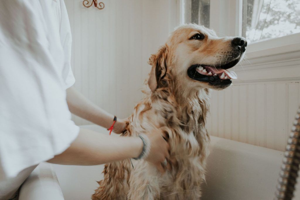 Baño para Perros